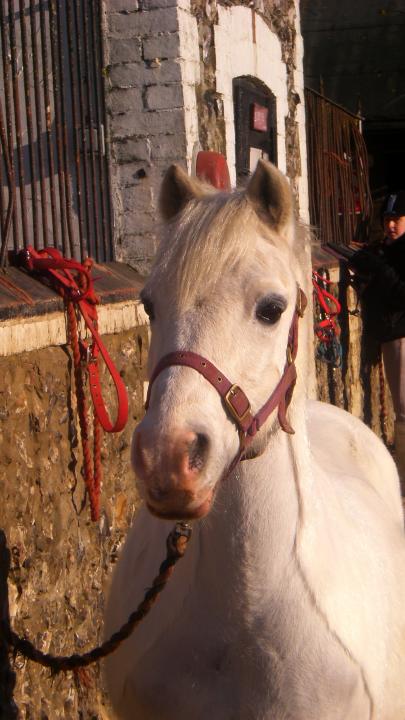 Snowy:) Snowy:)